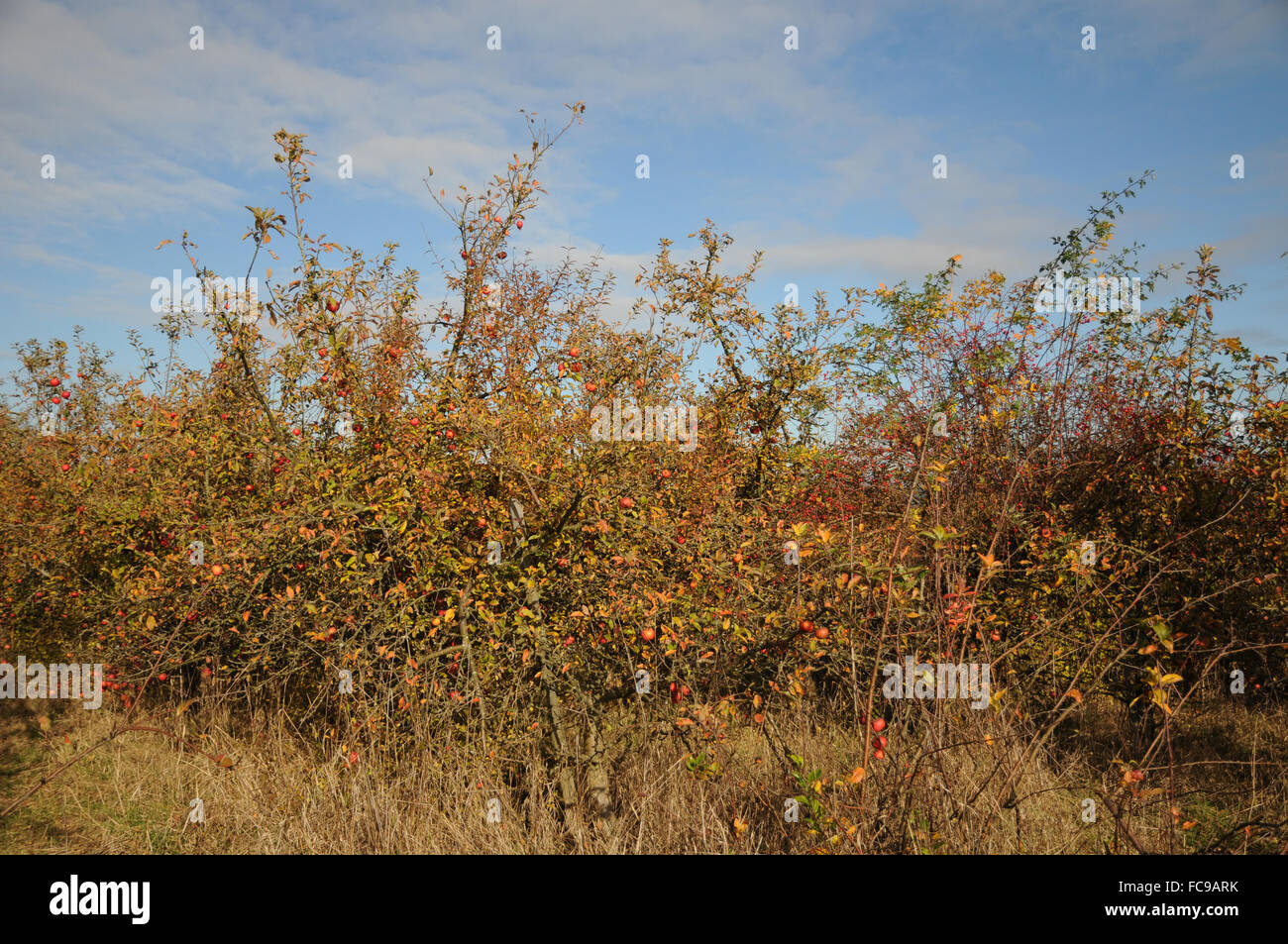 Huerto de manzanos Foto de stock