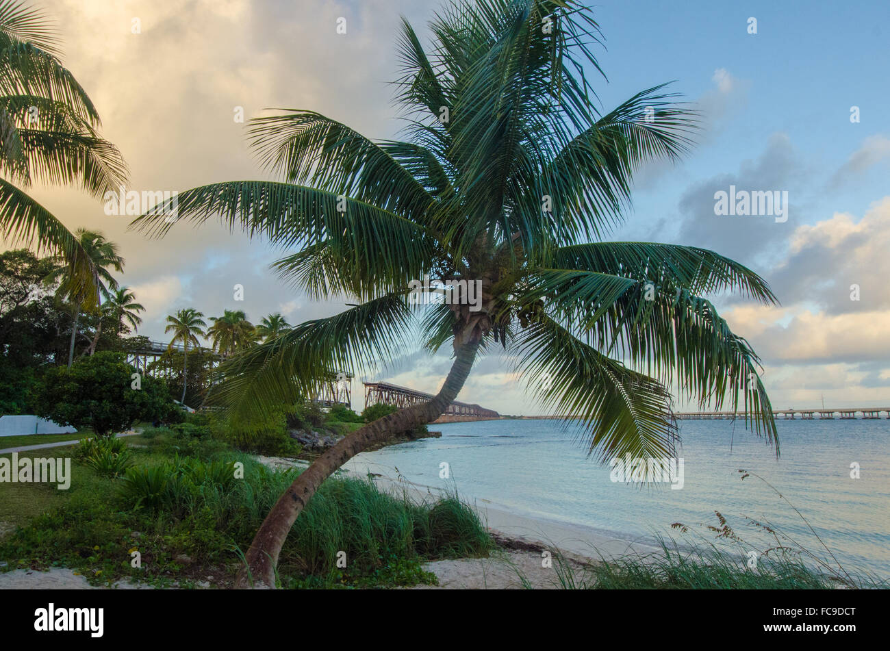Temprano en la mañana las rachas sway verdor tropical en el borde de un esbelto playa. Foto de stock
