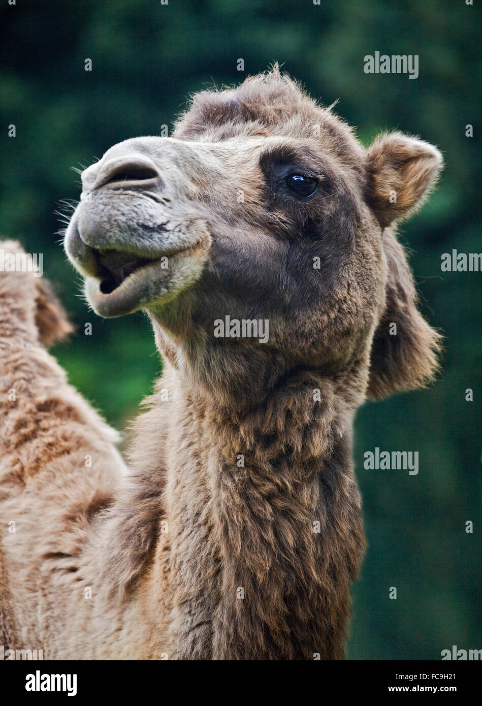 Camello bactriano (Camelus bactrianus) Foto de stock