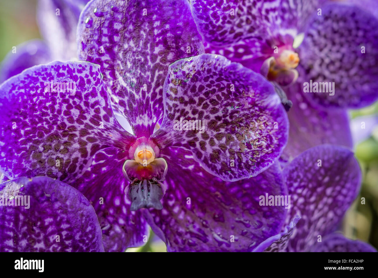 Orquídea De Agua Fotos e Imágenes de stock Alamy