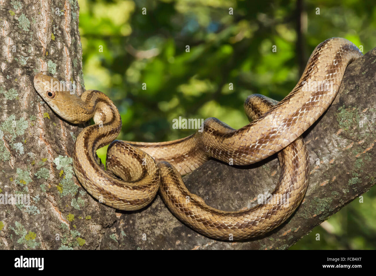 La serpiente, la rata amarilla Elaphe obsoleta quadrivittata, nativo de la costa este de Estados Unidos Foto de stock