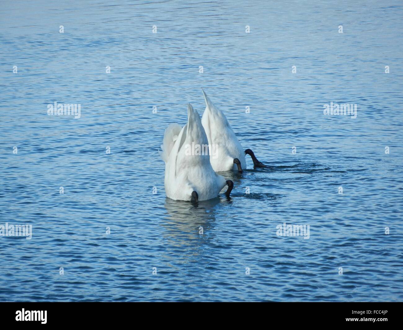 Vista de dos pájaros de zambullirse en el agua Foto de stock