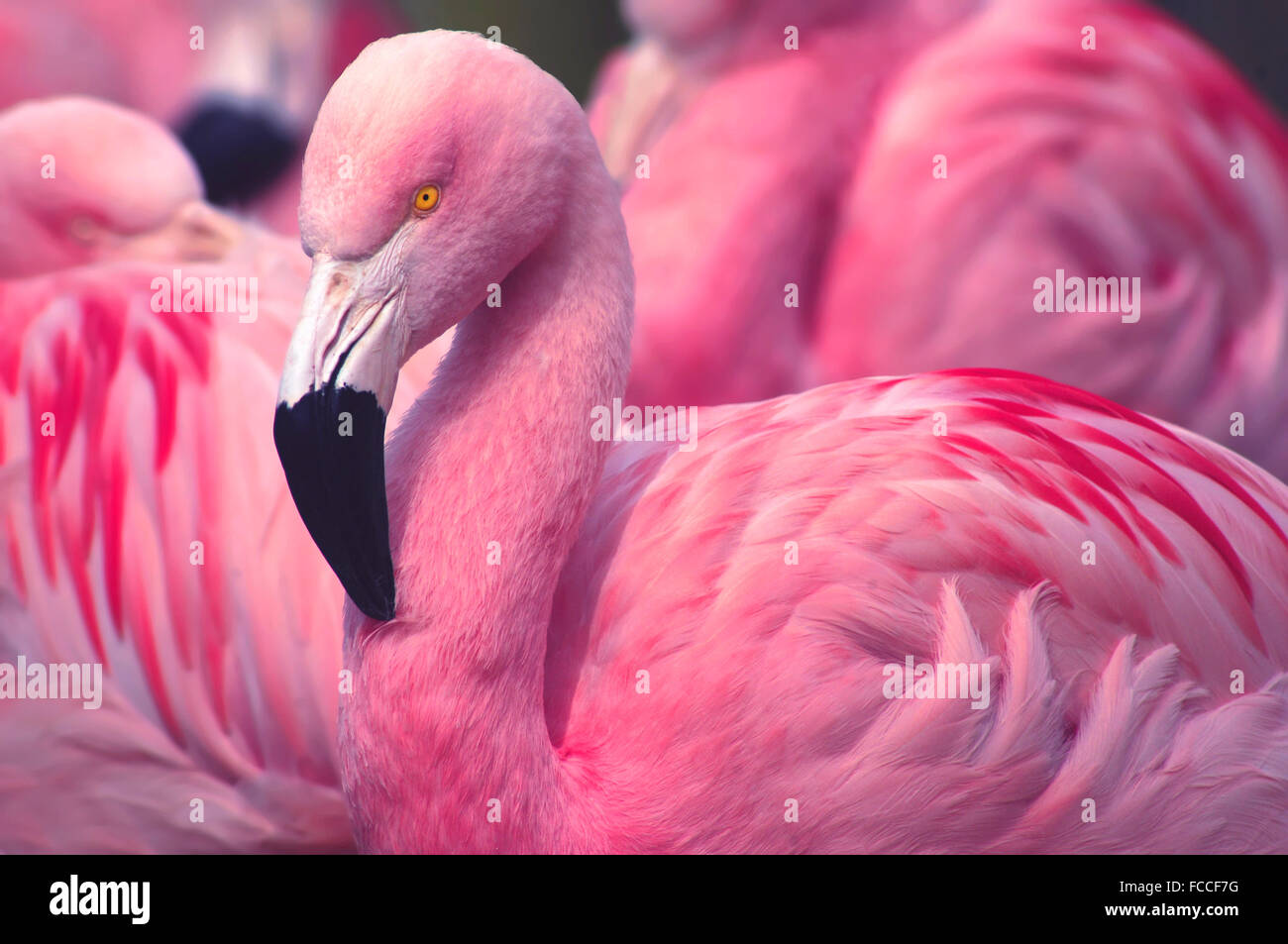 Flamencos rosados Foto de stock