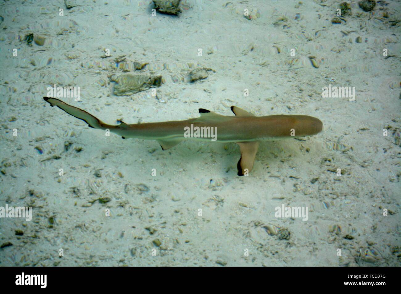 Vista submarina de pescado Foto de stock