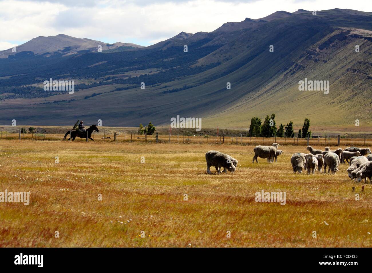 Pintoresco paisaje rural con el pastoreo ovino Foto de stock