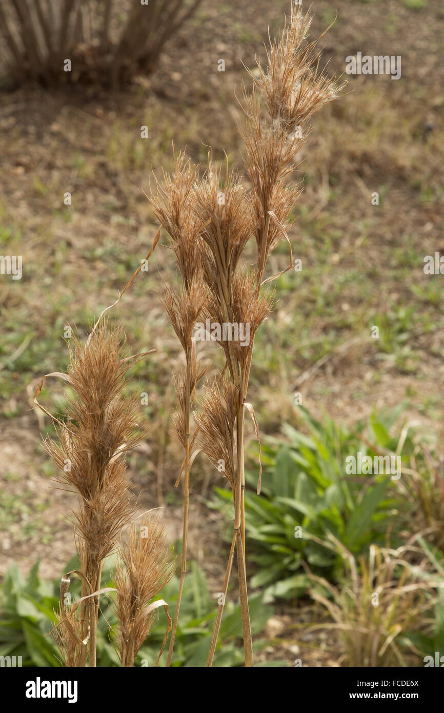 Bushy Bluestem, Andropogon glomeratus, pastos en invierno; Texas. Foto de stock