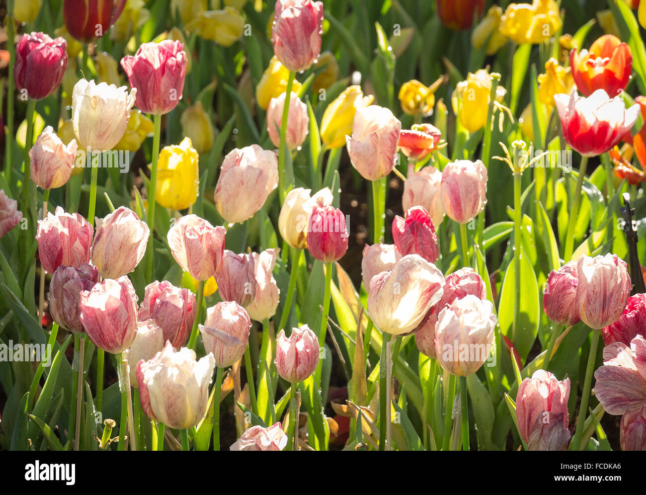 Campo de tulipanes en varios colores Fotografía de stock - Alamy