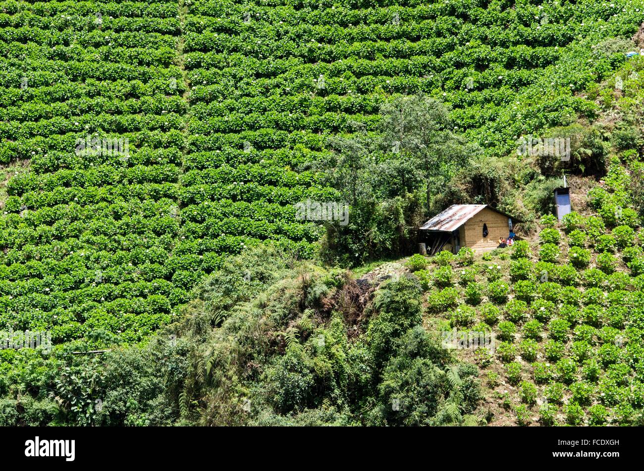 Los cultivos de flores de hortensias en la Cordillera de Los Andes. El  departamento de Huánuco. Perú Fotografía de stock - Alamy