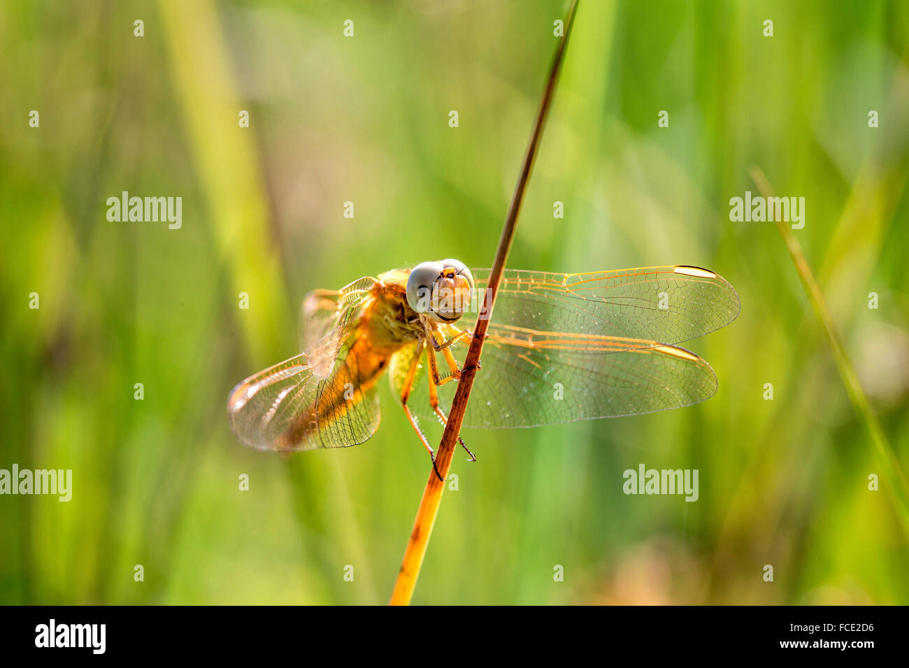 Países Bajos, Ossenzijl, Parque Nacional de Weerribben-Wieden. Dragonfly Foto de stock