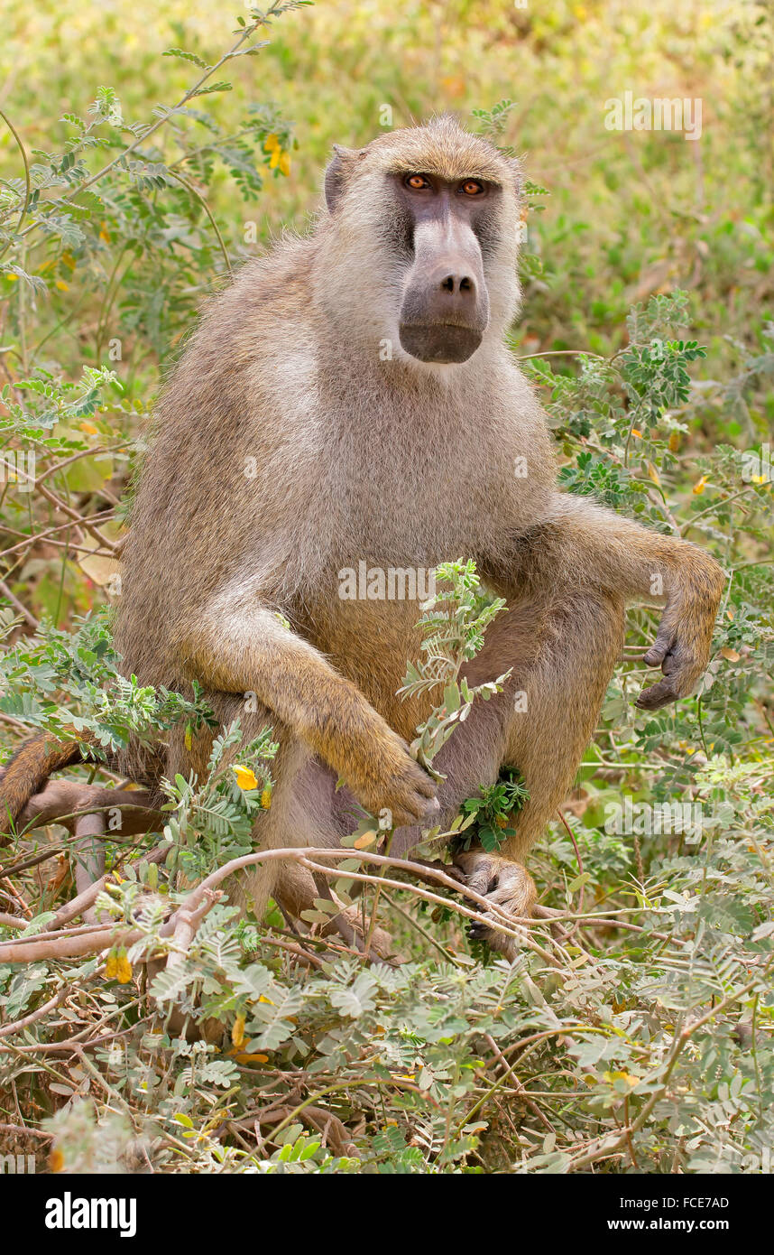 Un babuino amarillo (Papio cynocephalus) sentado, Parque Nacional de Amboseli, Kenia Foto de stock