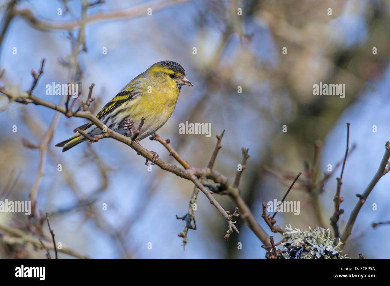 Siskin (Carduelis spinus), macho adulto posado sobre una ramita. Foto de stock