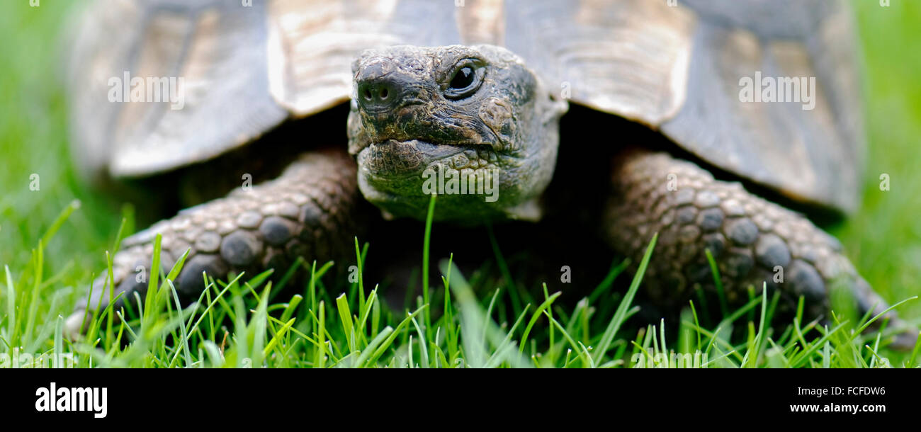 Cerca de tortuga en formato panorámico Foto de stock