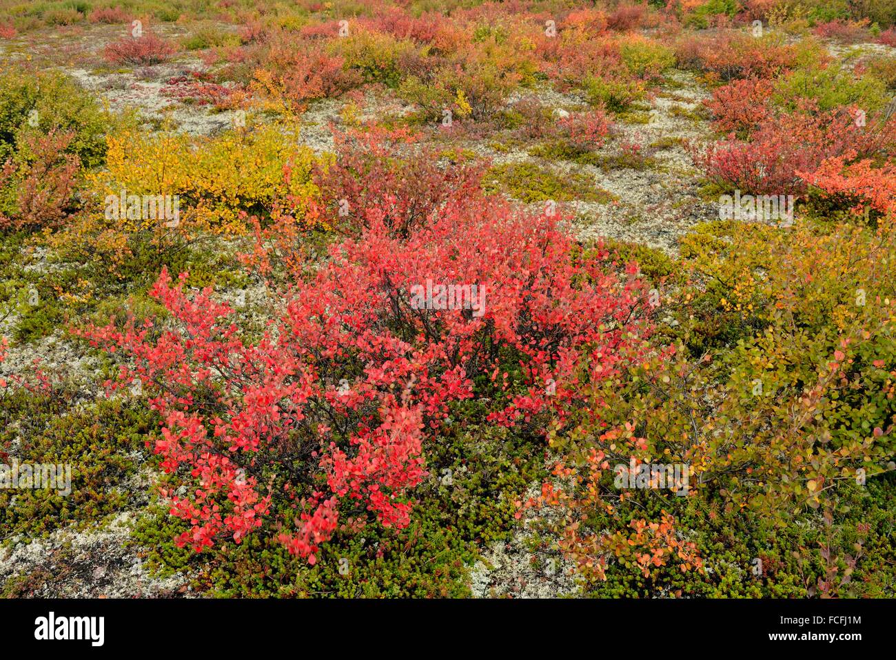 Tundra arbustos con colores del otoño a lo largo de la orilla del lago