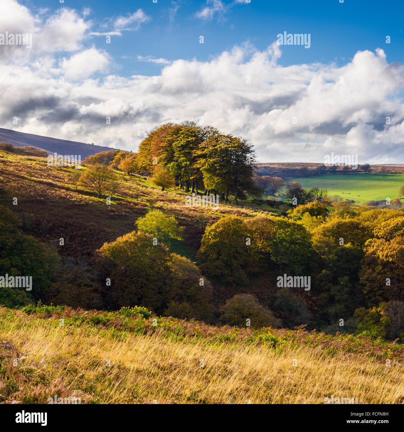 Colores del Otoño en la colina Dunkery en Exmoor National Park, Somerset, Inglaterra Foto de stock