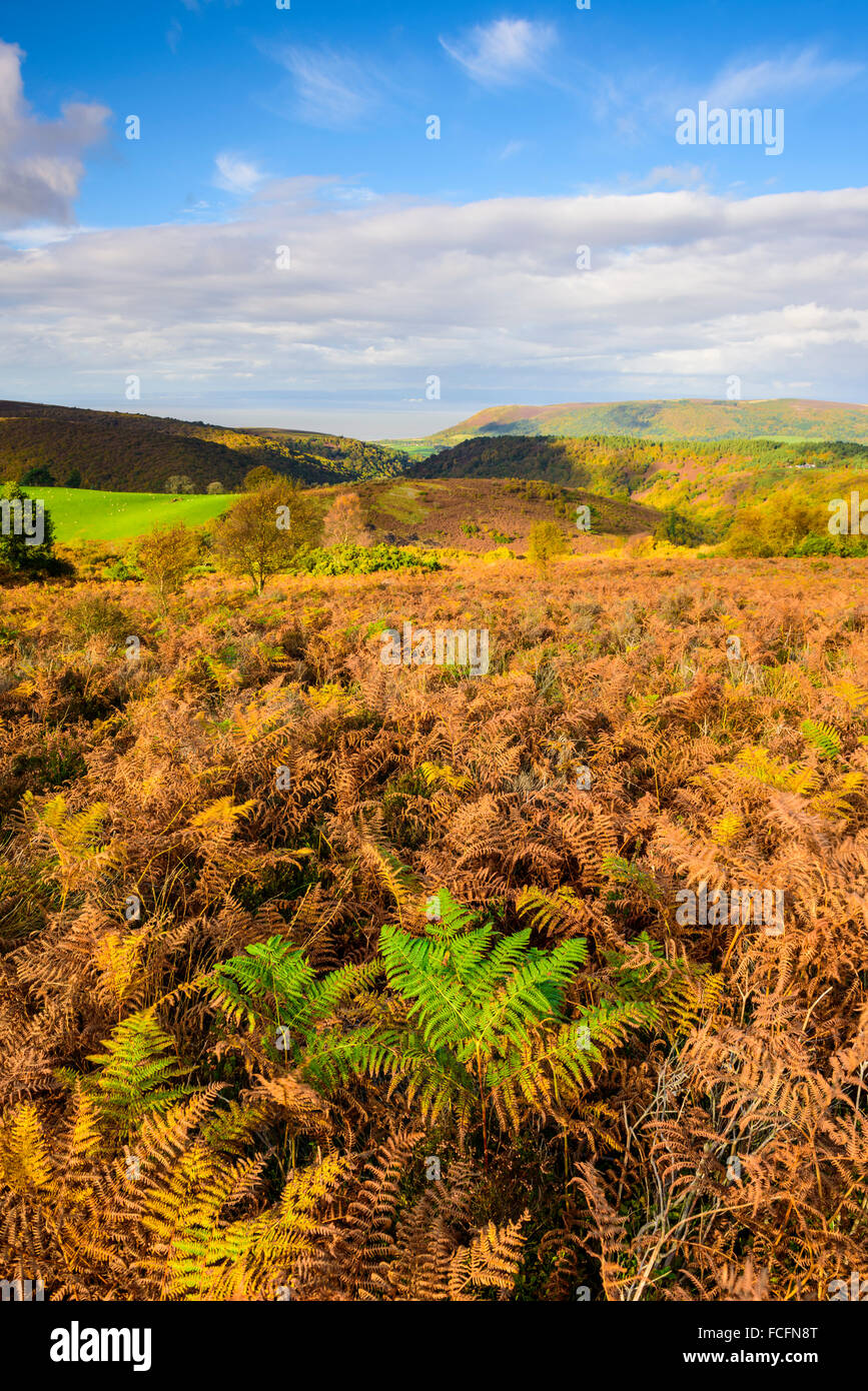 Colores del Otoño en la colina Dunkery Exmoor, Somerset Foto de stock