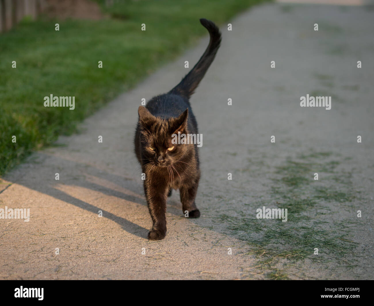 Gato negro caminar sobre la acera cubierto de hierba cortada, y mirando intensamente en la cámara. Foto de stock
