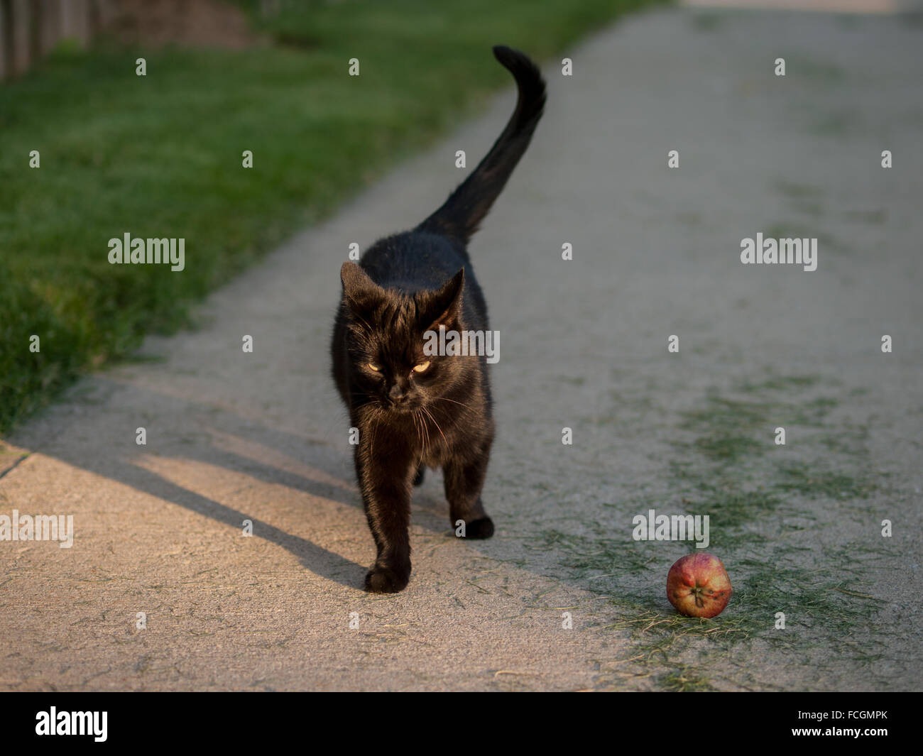 Gato negro caminar sobre la acera cubierto de hierba cortada, y mirando intensamente en la cámara. Uno rojo caído apple junto al gato. Foto de stock