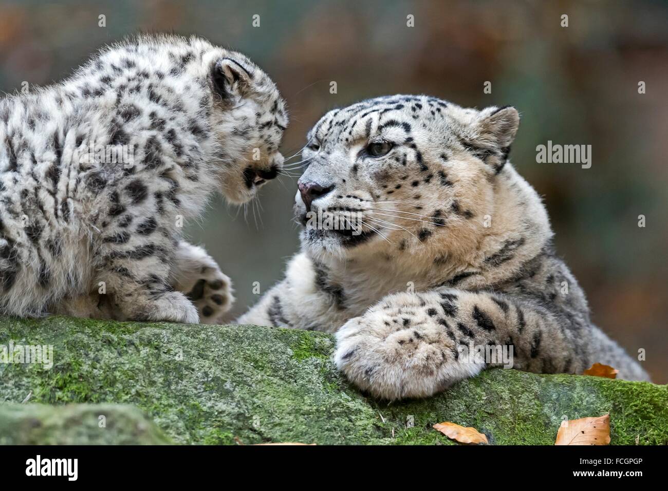 Leopardo de las nieves (Uncia uncia), los animales jóvenes, cautiva, Alemania Foto de stock