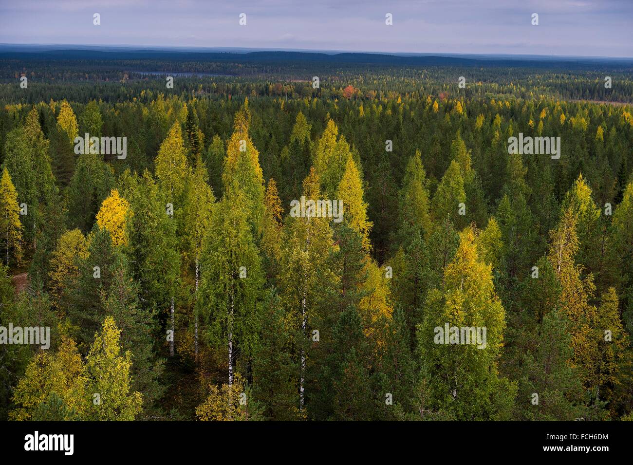 Pino Boreal con abedules y álamos, colores de otoño, Finlandia. Foto de stock