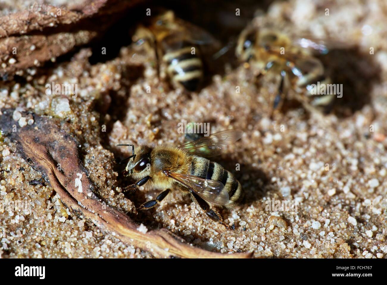 Las abejas Apis mellifera en la entrada del agua en la arena mojada. En días calurosos, las abejas necesitan mucha agua para ellos y para la colonia - Foto de stock