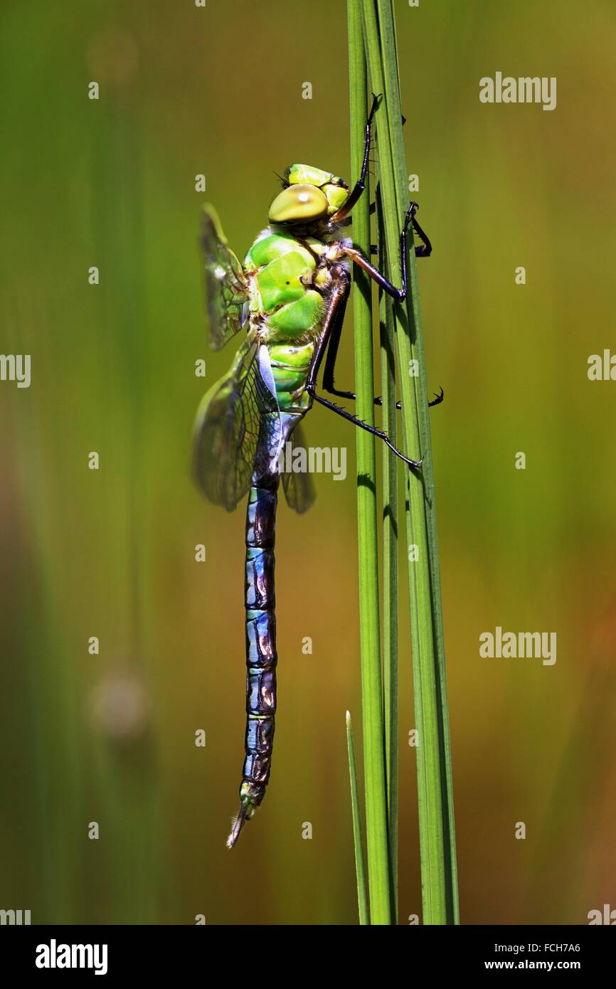 La libélula emperador Anax imperator tras la metamorfosis en plantas acuáticas - Alemania Foto de stock