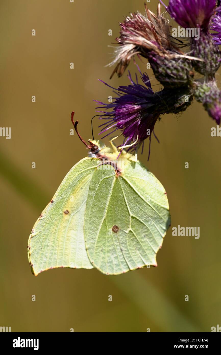 Brimstone Butterfly Gonepteryx rhamni chupar néctar - región Hesselberg, Baviera/Alemania. Foto de stock