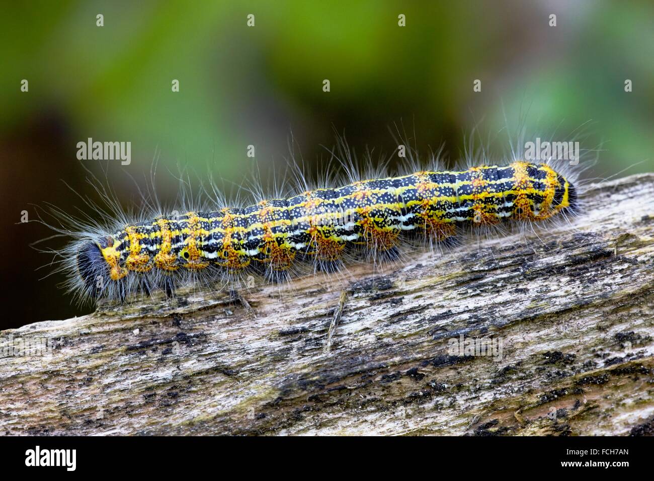 La hermosa Caterpillar de la Buff-tip Phalera bucephala polilla es una polilla de la familia de Notodontidae - Central Franconia, Foto de stock