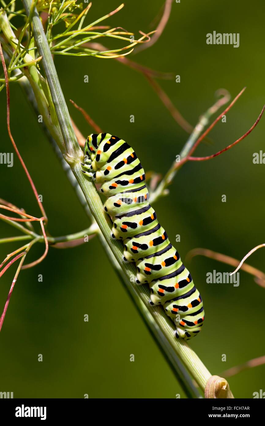La hermosa raras de Caterpillar una especie Papilio machaon en eneldo Anethum graveolens en un jardín rural - Central Foto de stock