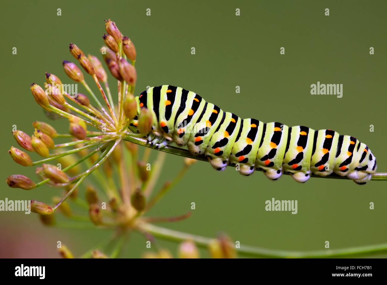 La hermosa raras de Caterpillar una especie Papilio machaon en eneldo Anethum graveolens en un jardín rural - Central Foto de stock