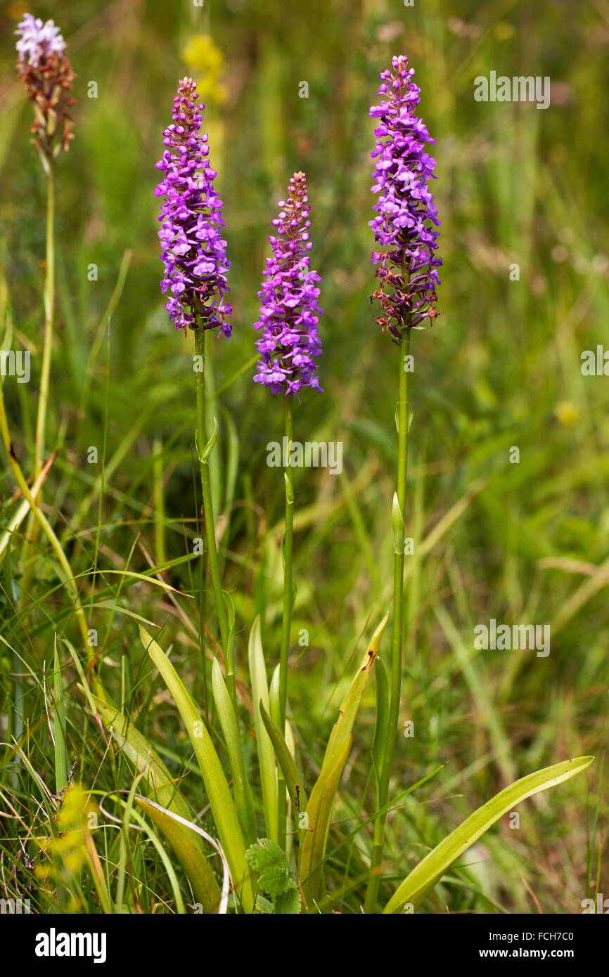 Las orquídeas fragantes Gymnadenia conopsea florece en pastizales secos en la ladera. La Orquídea emite un ligero aroma de canela - Foto de stock