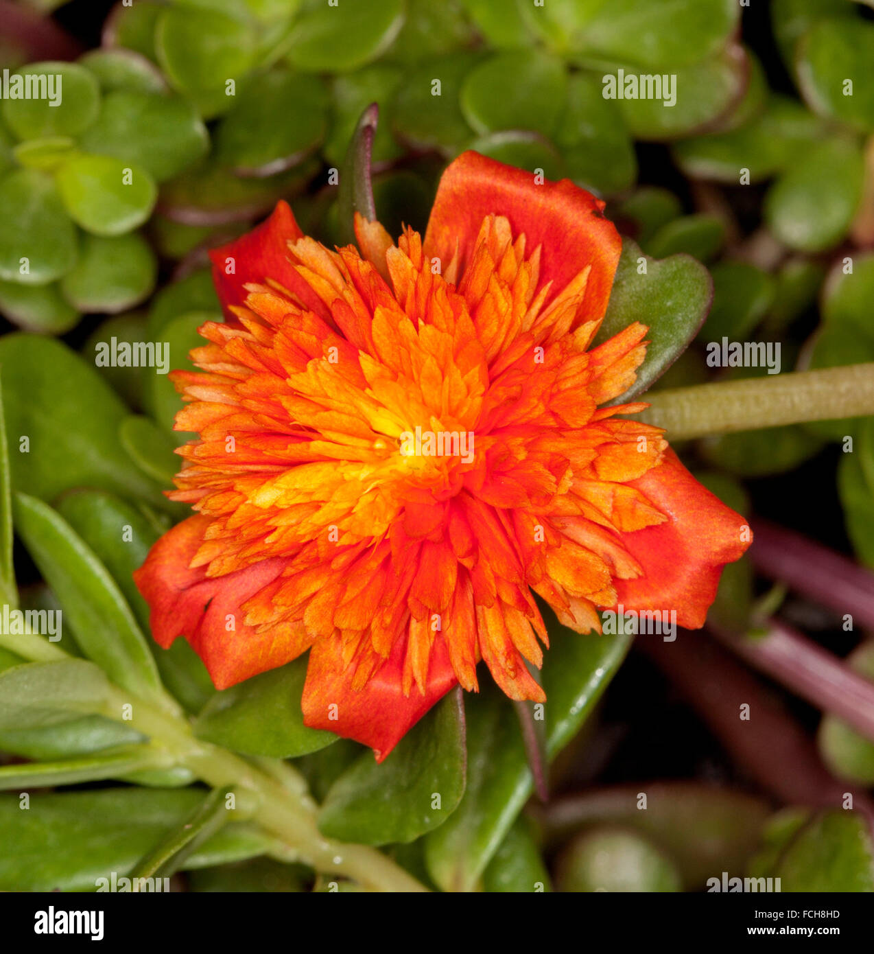 Naranja intenso flor doble y hojas verdes de Portulaca oleracea Summer Stars, perenne, cubierta de tierra, planta de rocalla o contenedor Foto de stock