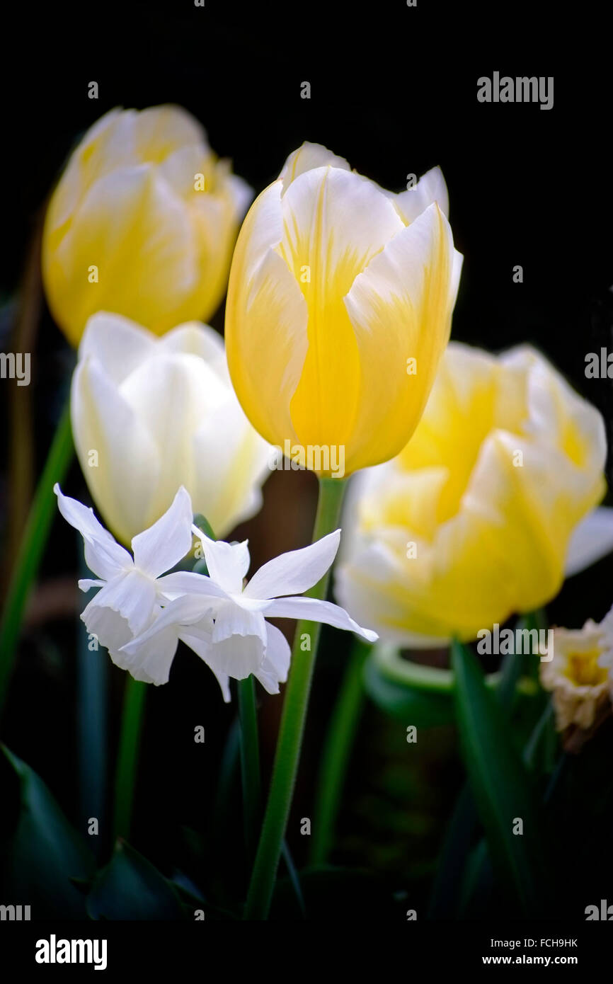 Hermosos tulipanes en un jardín irlandés, Meath, Irlanda Foto de stock