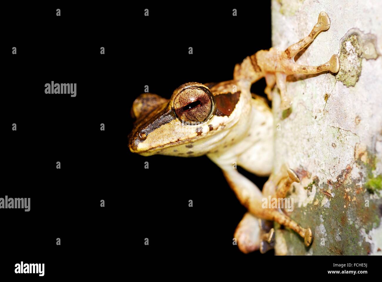 Dark orejudo Tree Frog (Polypedates macrotis) en Kubah, Sarawak, Malasia, Borneo. Foto de stock