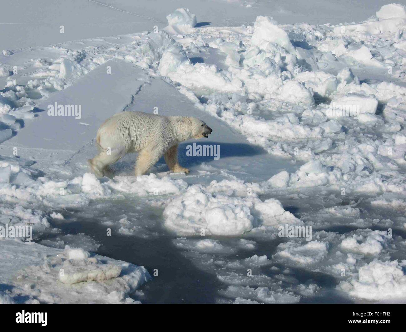 Oso Polar macho camina sobre hielo cerca del agua abierta en el Océano Ártico. Foto de stock