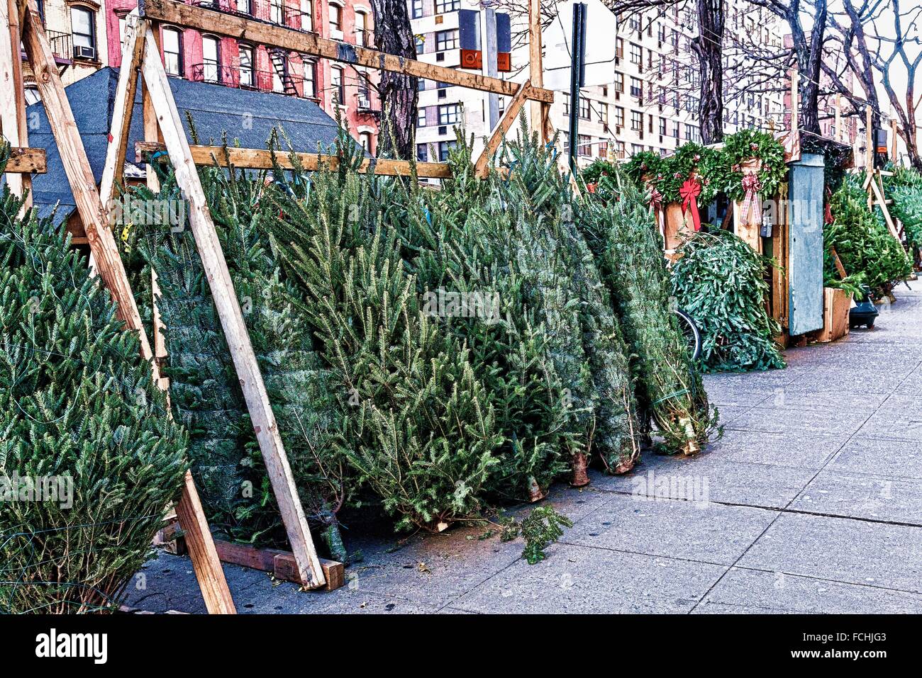 Los árboles de Navidad se alinearon para la venta en una acera de la ciudad de Nueva York. Un ritual anual. Foto de stock