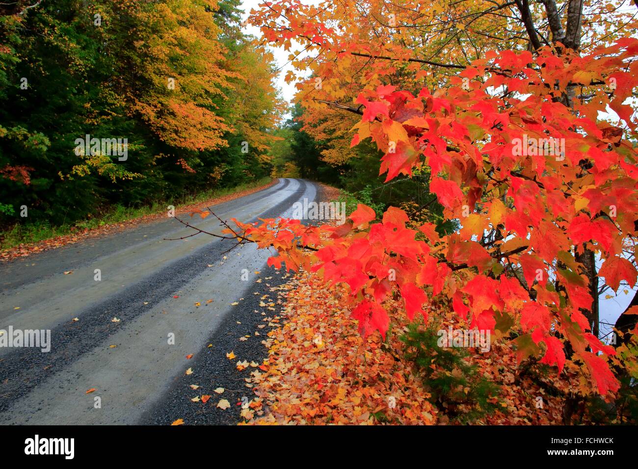 Un país rural road durante el otoño con coloridos árboles a lo largo de lados Foto de stock