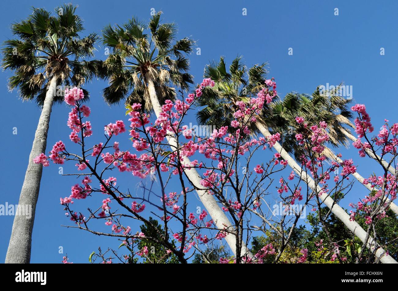 Naha, Okinawa, Japón: primero los árboles florecen en enero en el Yogi Koen  Fotografía de stock - Alamy
