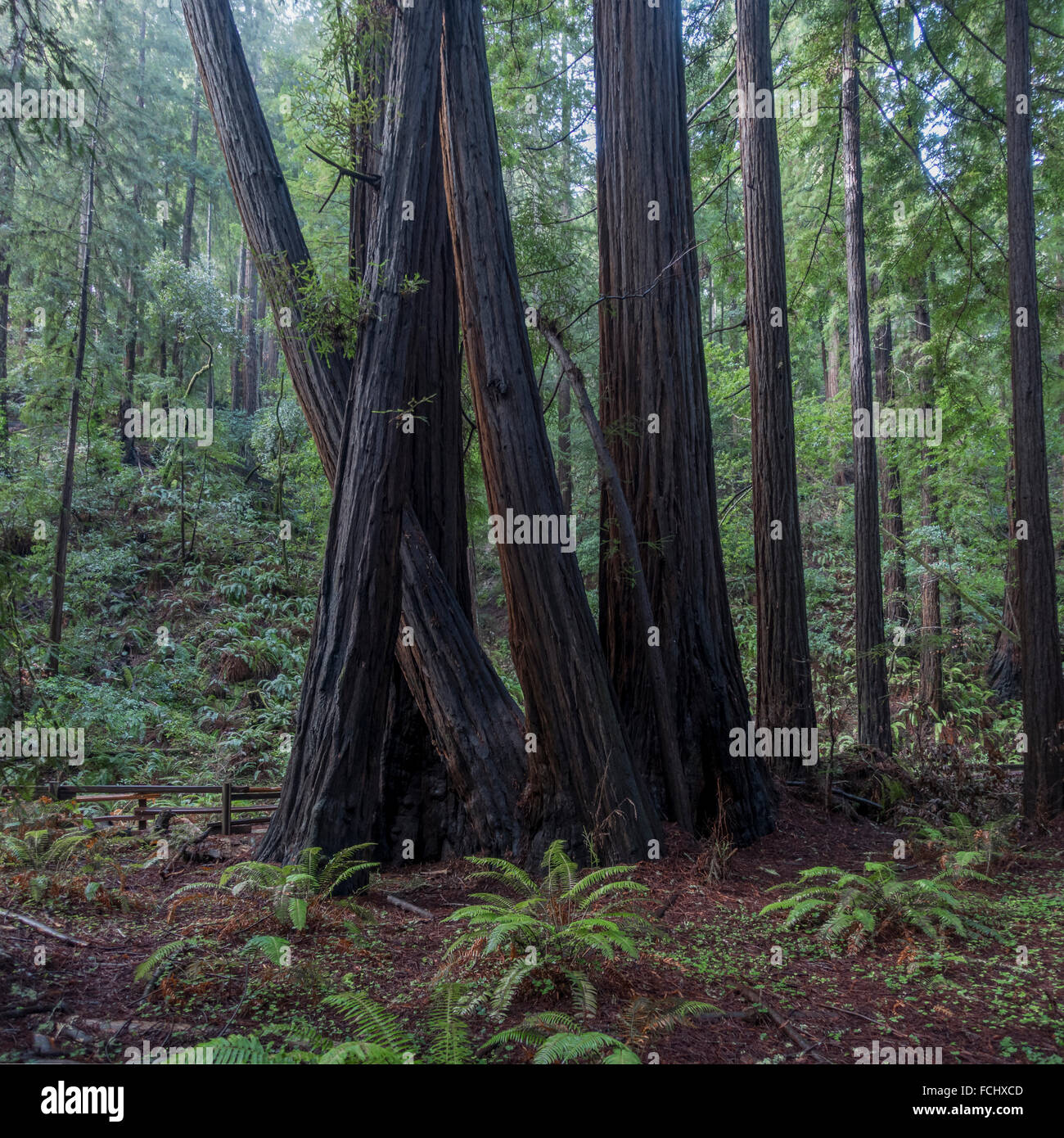 Secoyas Gigantes en Muir Woods Foto de stock