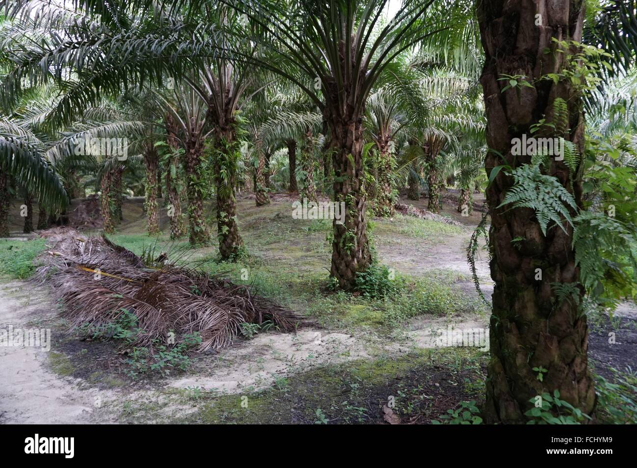 Los cultivos los cultivos de palma aceitera de agricultura, Kampung Perigi, Sematan, Malasia. Foto de stock