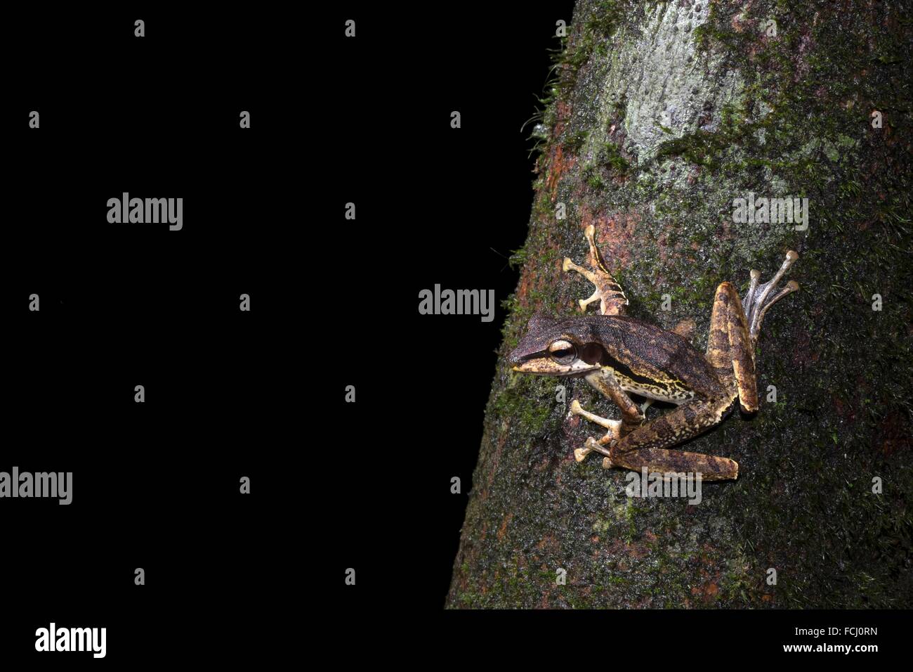 Dark orejudo Tree Frog Polypedates macrotis. Imagen tomada en el Parque Nacional Kubah, Sarawak, Malasia. Foto de stock