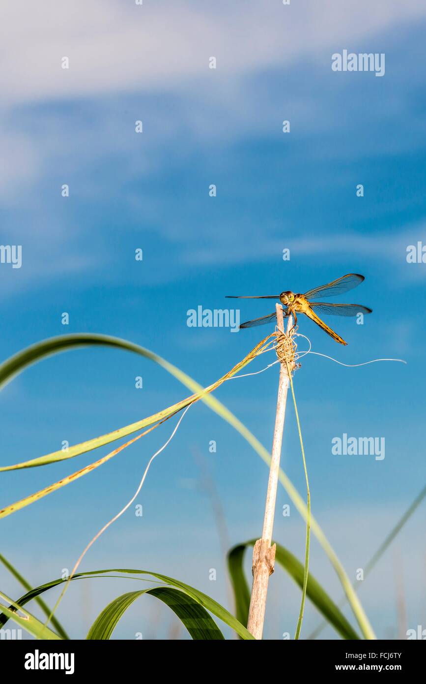 Needham's Skimmer Dragonfly (Libellula needhami) la caza de Phragmites (Phragmites australis) Tallo. Foto de stock