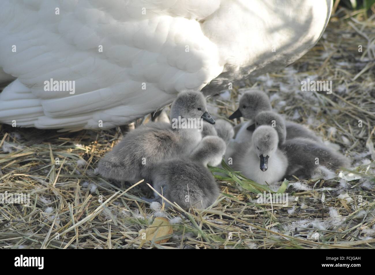 Los animales recién nacidos, Swan, Zoología Cygnus cygnus río Adda Trezzo d'Adda localidad Italia Foto de stock