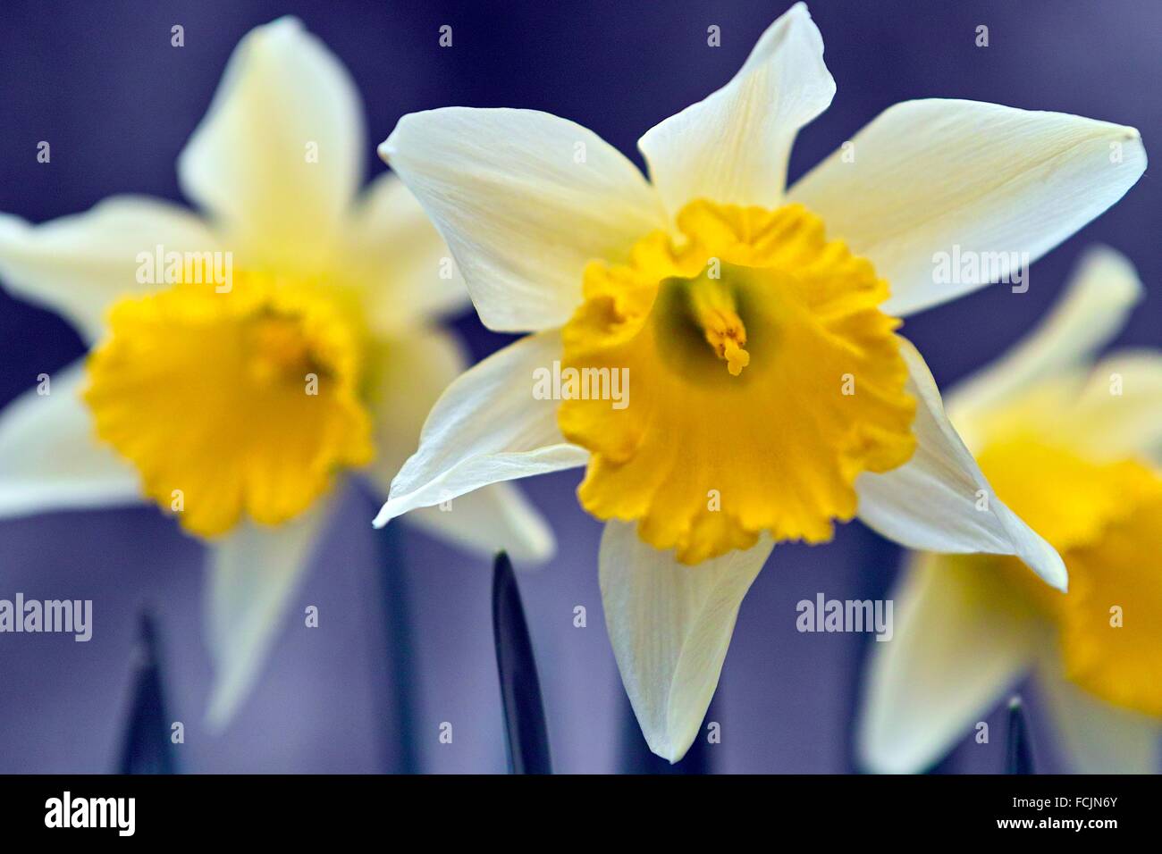 Detalle de flores de Narciso. Foto de stock