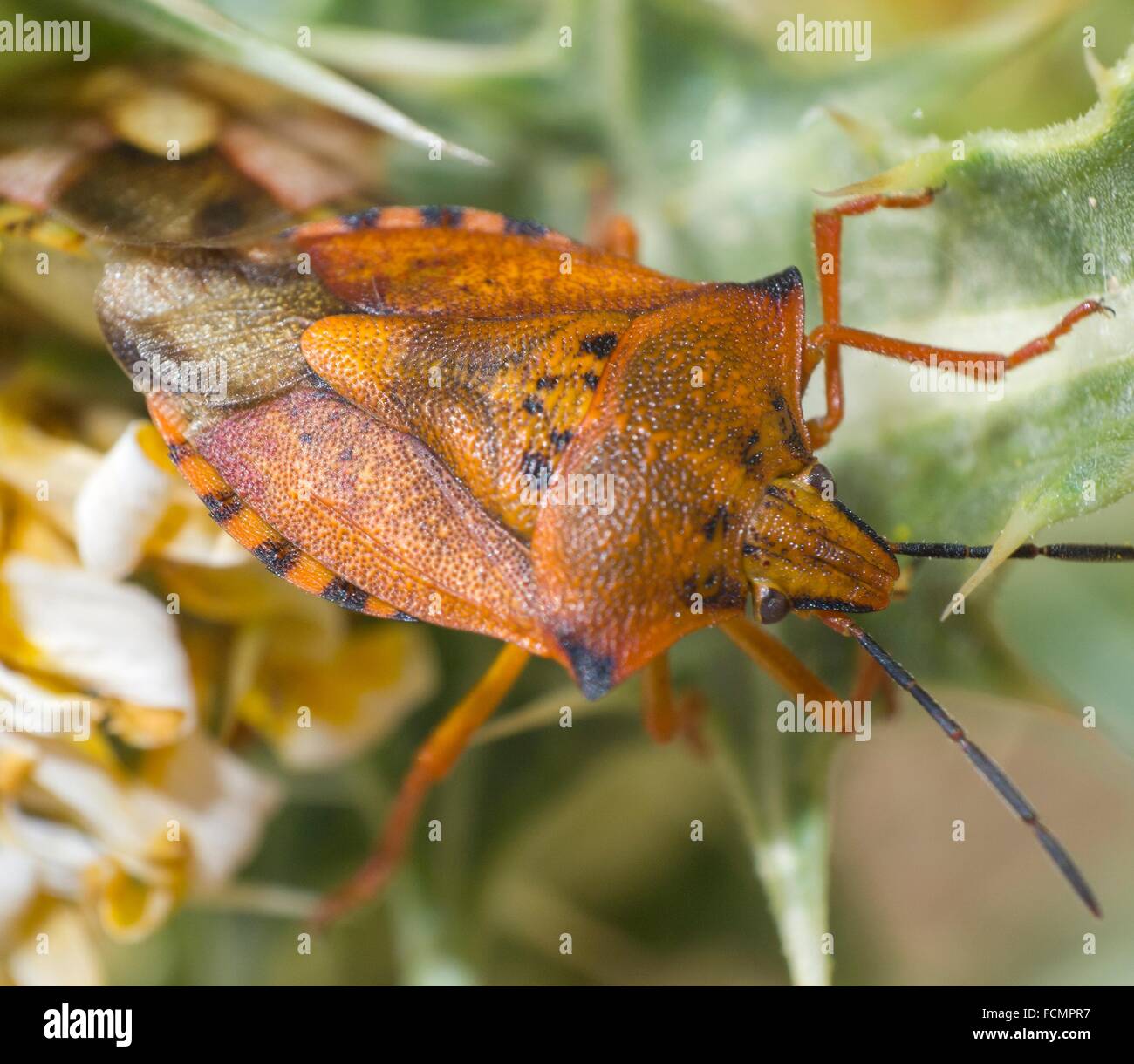 Escarabajo naranja. Coleóptero. Insecto. Artrópodo. Macrofotografía. Foto de stock