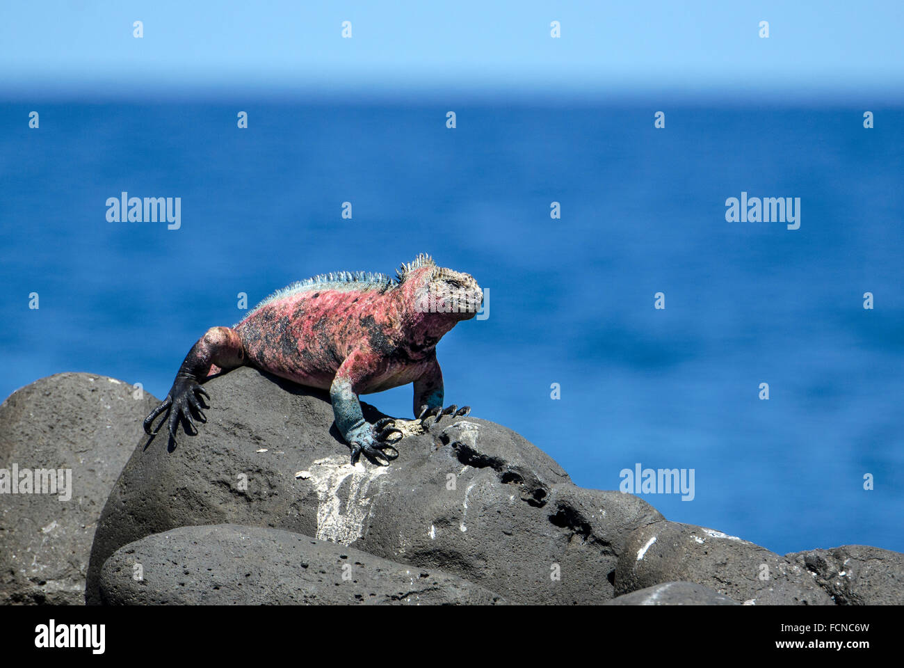 Iguana marina de Galápagos Amblyrhynchus cristatus venustissimus Punta Suárez Espanola Isla Islas Galápagos Ecuador Foto de stock