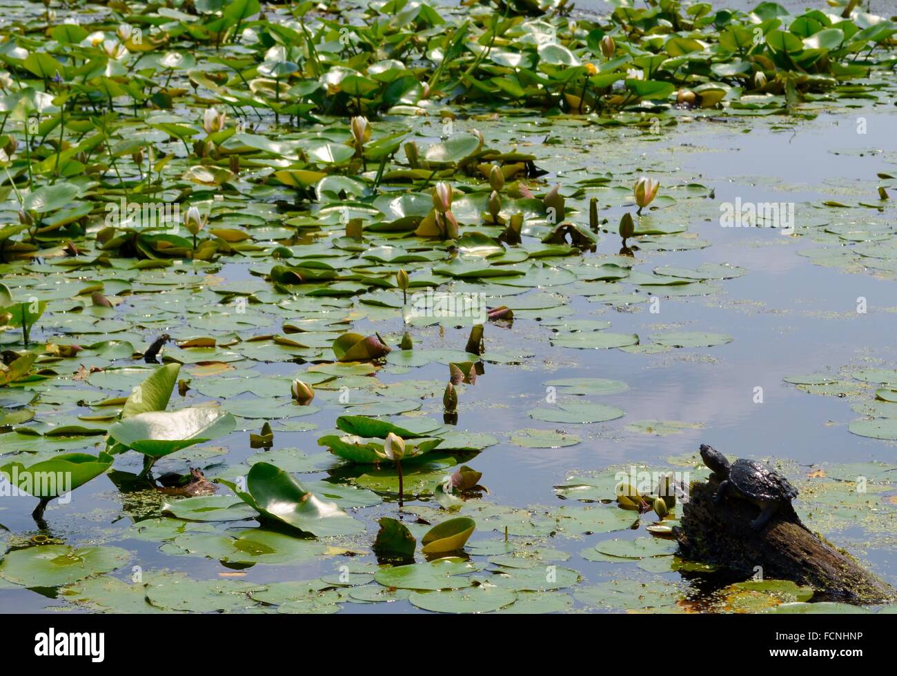 Ajuste común sentado en registro de tortugas en un estanque cubierto de nenúfares. Foto de stock