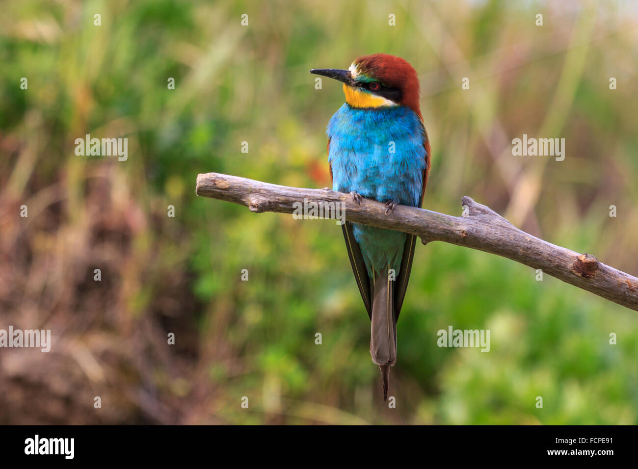 (Merops apiaster) Foto de stock