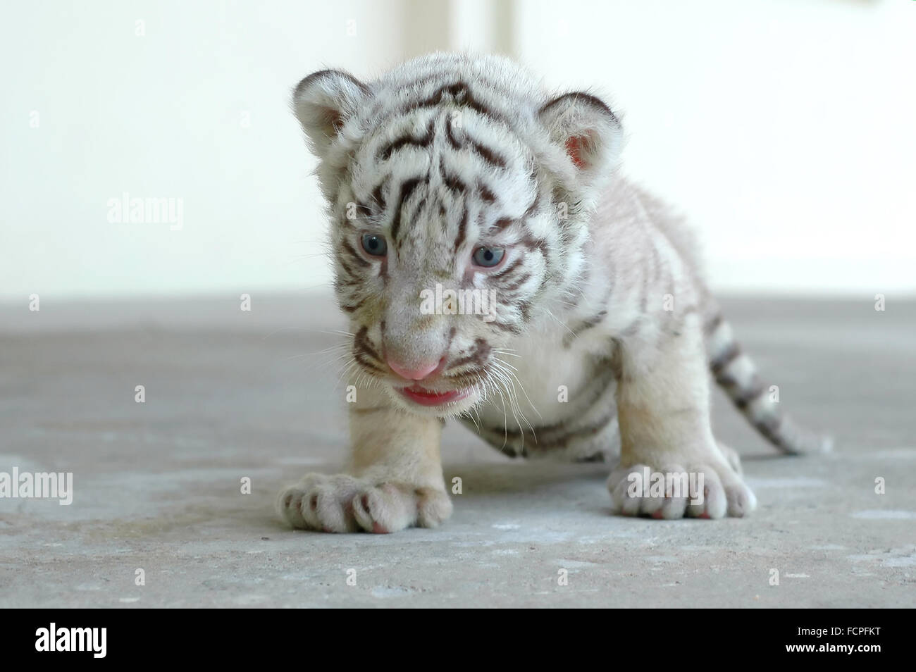 Bebé tigre blanco Foto de stock