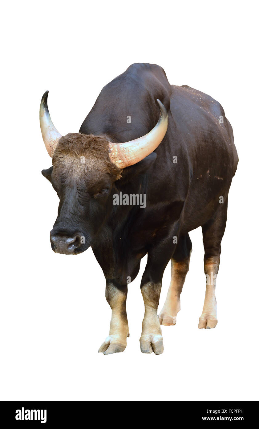 Gaur aislado sobre fondo blanco. Foto de stock