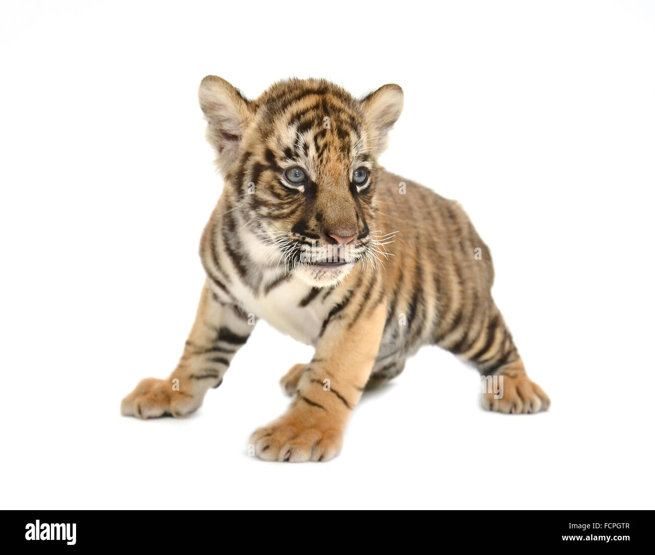 Bebe Tigre De Bengala Aislado Sobre Fondo Blanco Fotografia De Stock Alamy